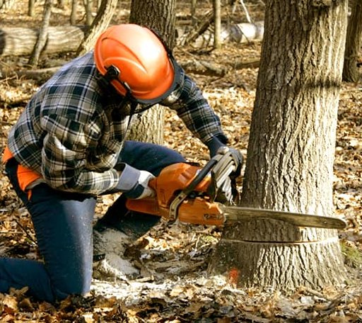 Tree Removal in Vidal, CA